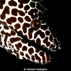 Honeycomb moray eel portrait - shot taken in the Maldives by Michael Gallagher 
